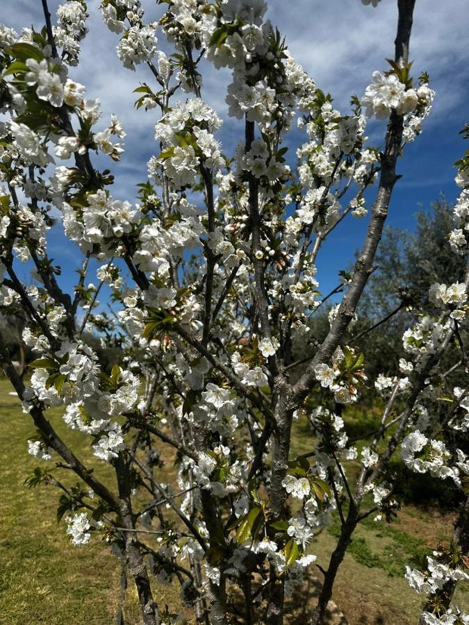 Quinta Das Oliveiras Turismo Rural 호텔 푼다오 외부 사진